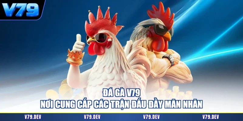 Đá gà V79 - Nơi cung cấp các trận đấu đầy mãn nhãn